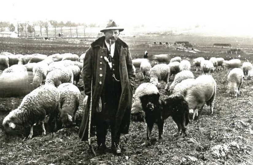 Nikolaus König - der letzte Schäfer von Nordhausen